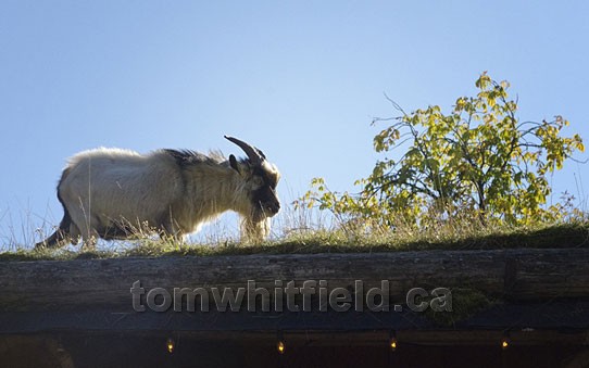 Photo of Goats On The Roof