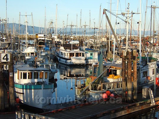 Photo of Fishing Fleet
