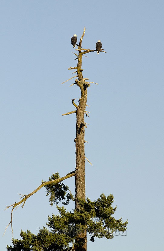 Photo of Bald Eagle Tree Perch