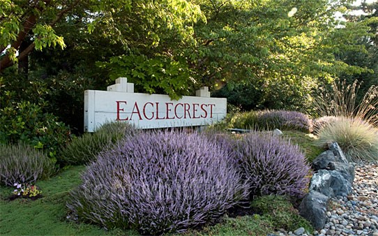 Photo of Eaglecrest Winter Heather In Bloom