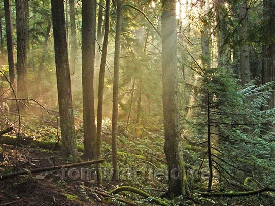 Photo of Early Morning Light