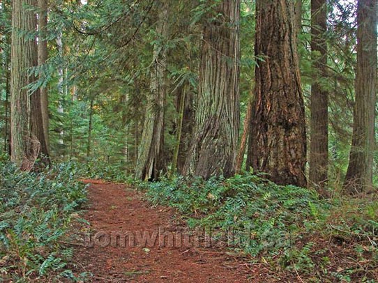 Photo of Easy Walking On Mulch Trails