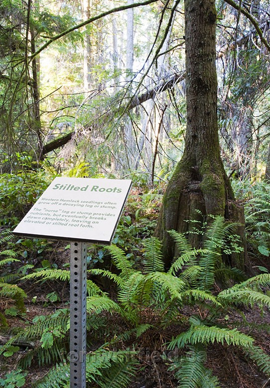 Photo of Ecology Info Interpretive Signage