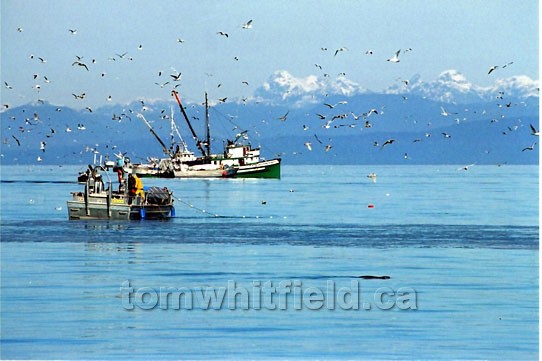 Photo of Herring Fishing Off Qualicum Beach