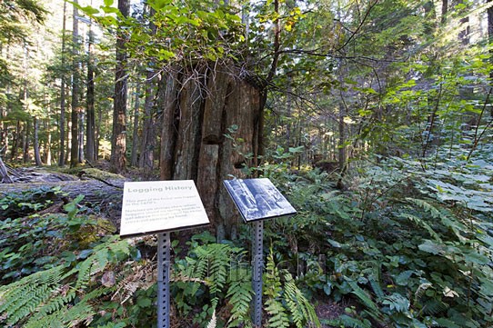 Photo of Logging History Interpretive Signage