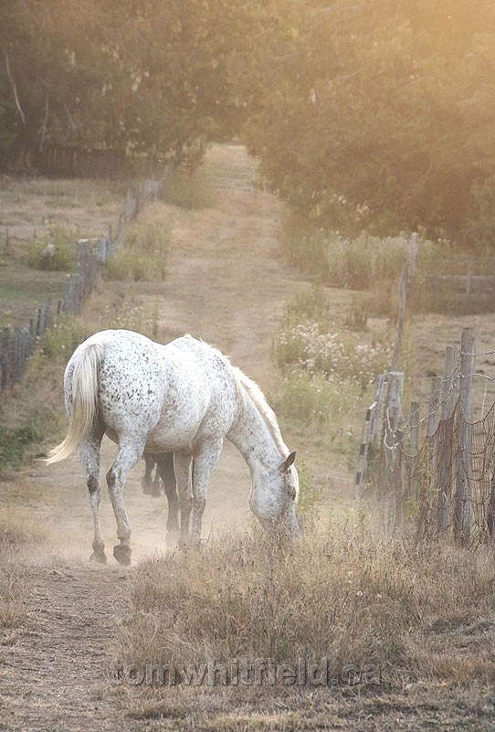 Photo of Errington Horse