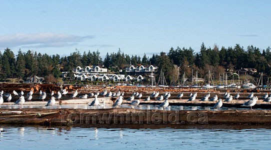 Photo of Beachcomber Marina At Nanoose