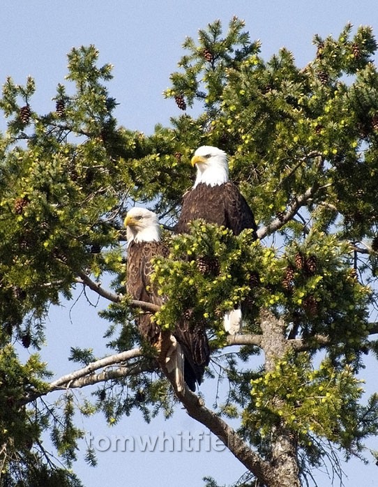 Photo of Eagles At Nuttal Bay