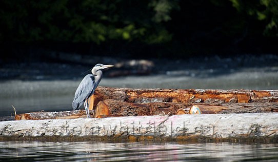 Photo of Great Blue Heron On Log Boom
