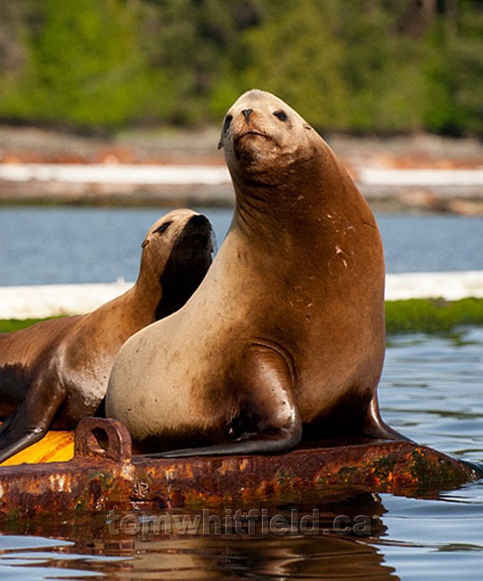 Photo of Sea lion At Northwest Bay