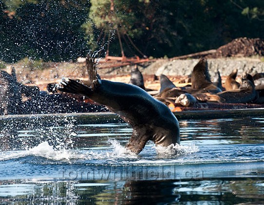 Photo of Sea lion Dive Into Northwest Bay