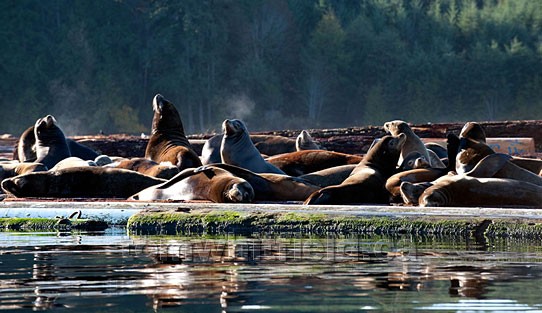 Photo of Sea lions Basking In Sun