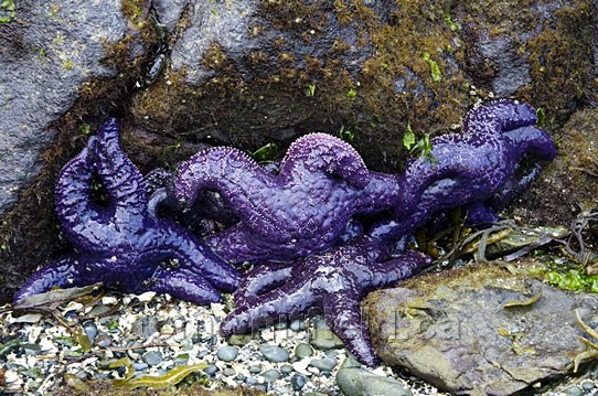 Photo of Starfish In Northwest Bay