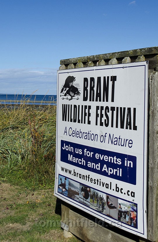 Photo of Brant Festival In Qualicum Beach