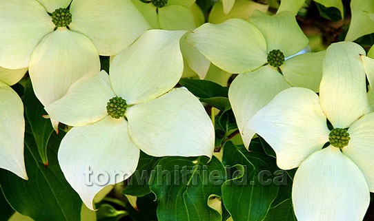 Photo of Dogwood