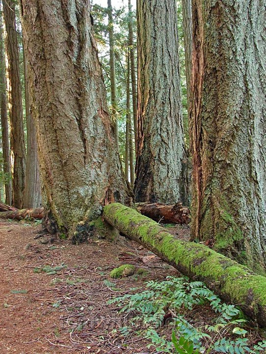 Photo of Impressive Old Growth Douglas firs About 400 Years Old