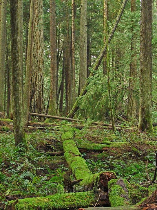 Photo of Lush Green Forest