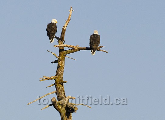 Photo of On The Lookout