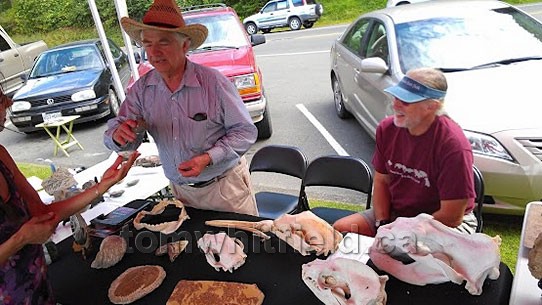 Photo of Paleontologist With Fossils