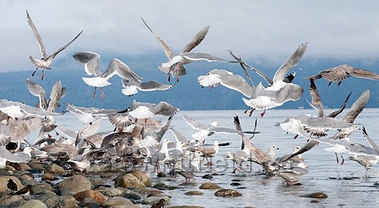 Photo of Qualicum Gulls