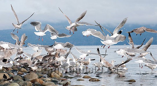 Photo of a flock of seagulls at Qualicum Beach